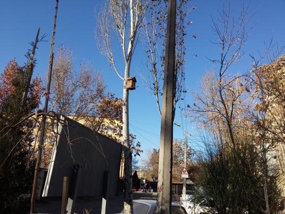 Дом на дереве.