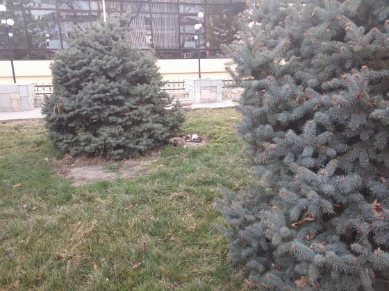 Любимое место погреться.