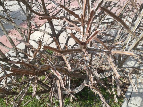 Странный куст. Как буд-то пластмассовый. Подождем когда расцветет.