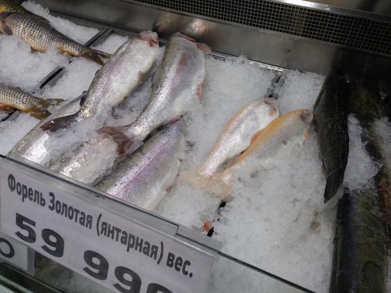 Золотая форель. Красивая рыбка.