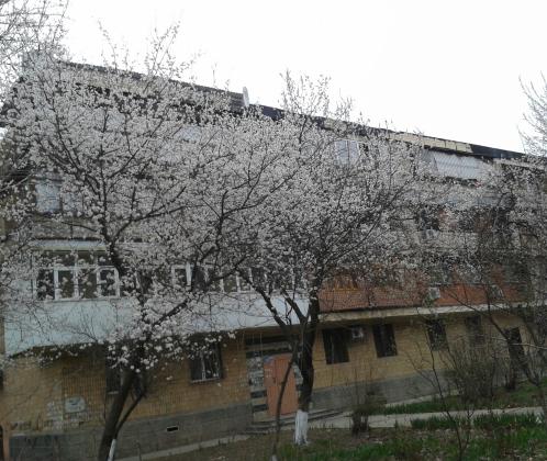 Цветущая вишня, ул Чимкентская.