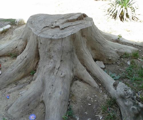 Старый пень в военном городке. Теперь таких много по городу.           