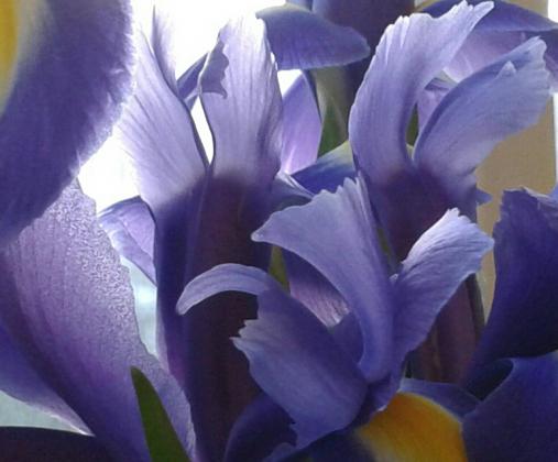 Ледяной ирис