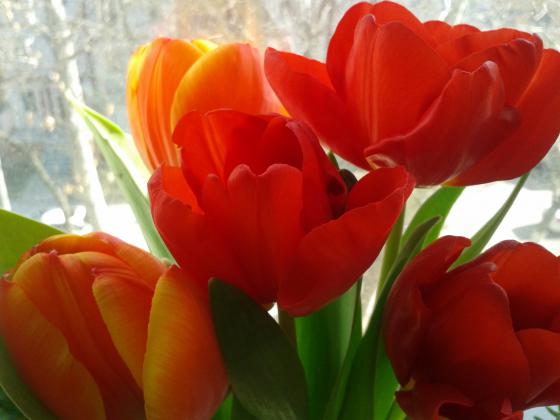 Неожиданно алый