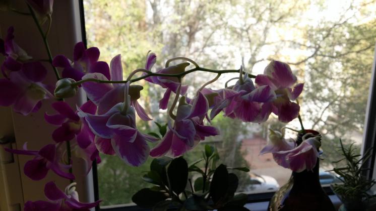 Орхидея Дендробиум