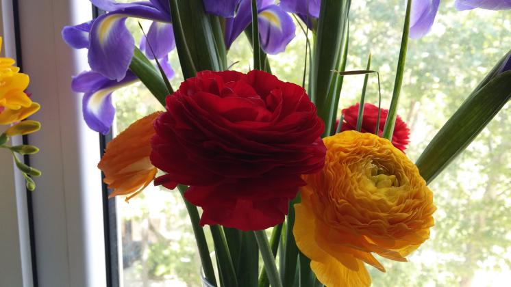 Luxury ranunculus. Fr-r-r-r-rrrrrrrrr - and all petals flow down as colored carpet.
