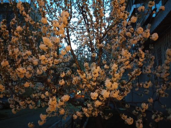 Вечерняя вишня.                                                        