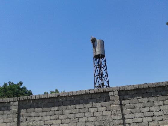 If a stork has built a nest, this is for wealth. But in that case - for Bashlik.