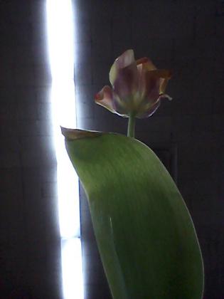 Падме Амидала