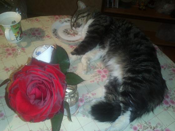 В ожидании обеда.