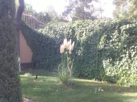 Анхор, Пахтакор.