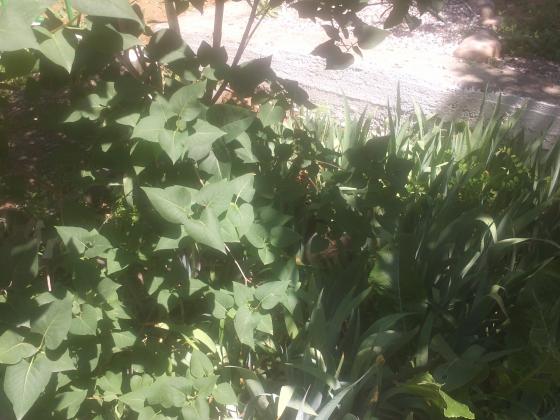 Нет описания