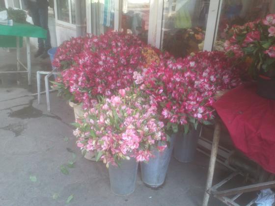 Альстримерии на парке Кирова