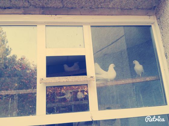 Голубятня в кинотеатре Панорама.