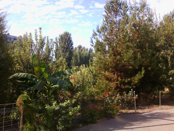 В одну упряжку впрясть не можно коня и трепетную лань. Или можно. Вот пальма и сосна в одном палисаднике.