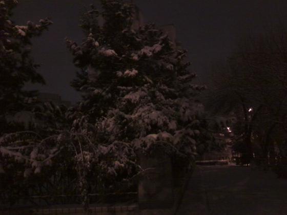 Зимние елки на проспекте Космонавтов.