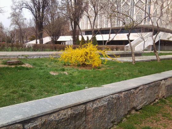 Форзиция, позиция, экспозиция.