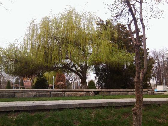 Ива. Плакучая.