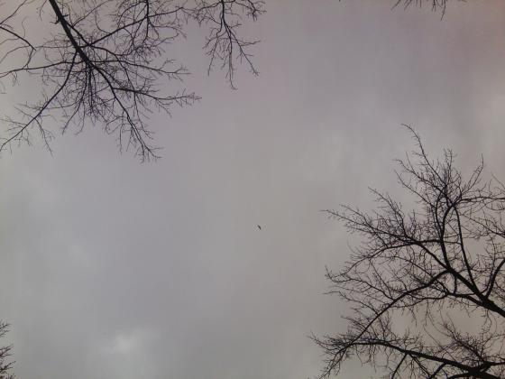 Орел над центром города. Для тех у кого орлиное зрение.