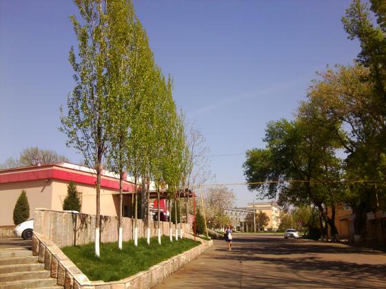 Молодые тополя на туркменском.