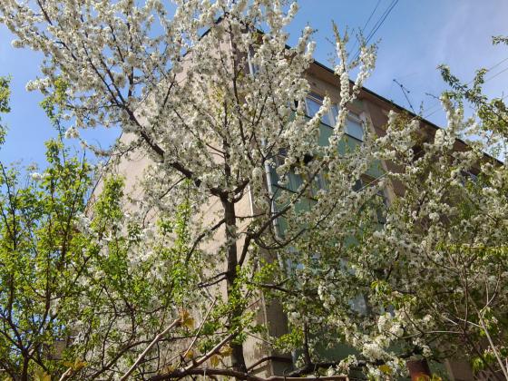 Черешня на углу