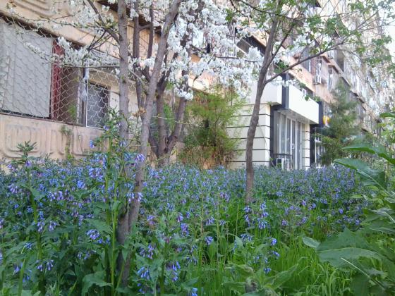 Полянка возле Ecorn. Саперная.